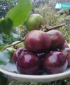 plum ausie kebun bibit buah