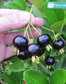Black Grumichama kebun bibit buah