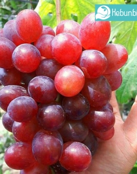 anggur ninel kebun bibit buah