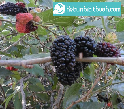 Tanaman Buah Blackberry kebun bibit buah