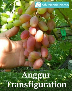 anggur transfigurasi