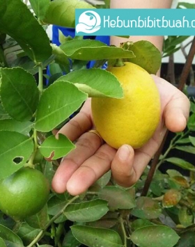 lemon australia kebun bibit buah
