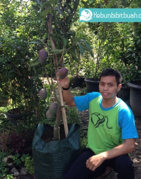 mangga irwin kebun bibit buah