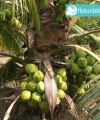 kelapa genjah entog kebun bibit buah