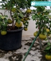 tabulampot jeruk dekopon kebun bibit buahtabulampot jeruk dekopon kebun bibit buah