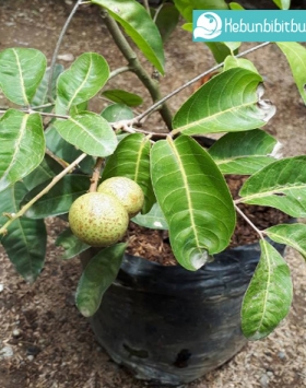 kelengkeng aroma durian kebun bibit buah