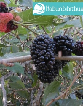 Tanaman Buah Blackberry kebun bibit buah