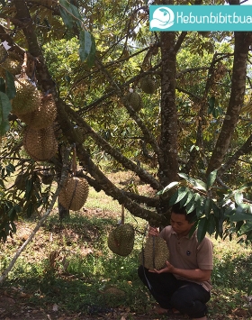 Kelebihan Durian Bawor Wajib Anda Tahu