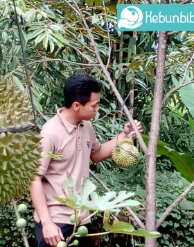 Tips Menanam dan Merawat Pohon Durian Musangking dengan Benar